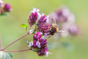 Honey bee covered with yellow pollen drink nectar, pollinating pink flower. Inspirational natural floral spring or summer blooming garden or park background. Life of insects. Macro close up.