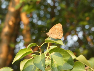 Ringlet (Aphantopus hyperantus) - brown butterfly with eyespots on the wings sitting on green leaves, Gdansk, Poland