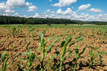 Maisfeld im Frühjahr