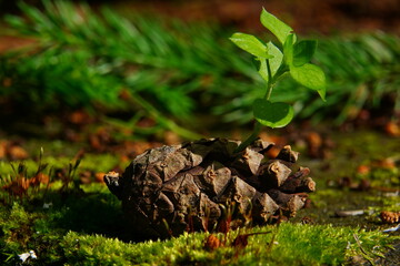pine cones in the grass.
A young sprout sprouted in a dry, old pine cone.