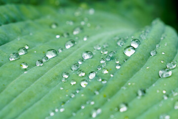 Hosta green plant leaves macro close up with rain drop
