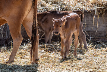 Un toro recién nacido 