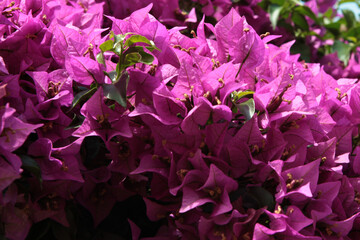 Bouganville in my garden