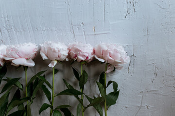pink flowers on a gray background, peonies on a wall background