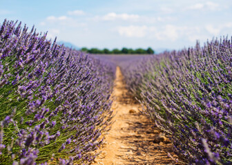 Fototapeta na wymiar Lavender flowers blooming field. Valensole, Provence, France, Europe.