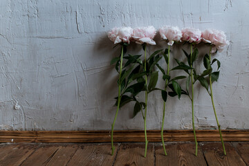 pink flowers on a gray background, peonies on a wall background © Ann