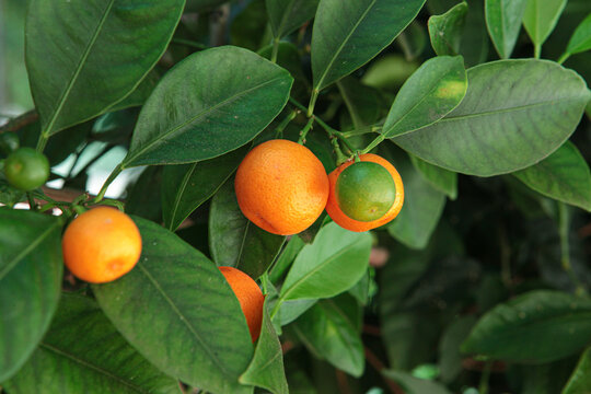 Small Mandarins