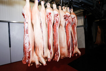 Horizontal view. Half pork chunks fresh hung and arranged in a row in a large fridge in the fridge meat industry.
