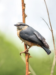 Shot of nuthatch perching