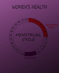 Illustration of menstruation cycle concept isolated 