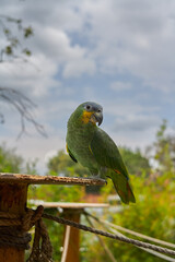 Photo taken of a young macaw in his sanctuary