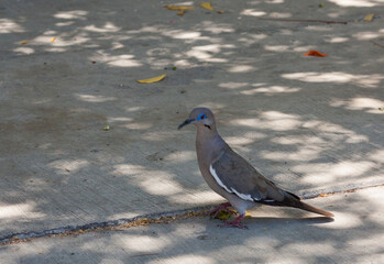 June 22, 2020, La Paz Mexico, pigeon looking for straws and twigs to make its nest.
