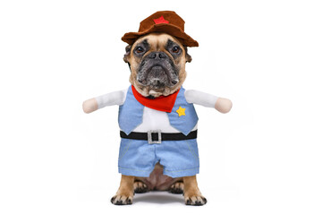 Funny French Bulldog dog wearing a Carnival or Halloween cowboy full body costume with fake arms on white background