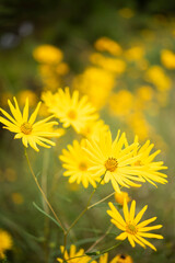 A selective focus image of a group of yellow daisies in a sunny meadow with a blurred background.