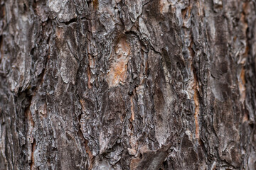 
Close up of a tree trunk.
