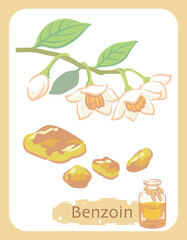 ベンゾインとエッセンシャルオイルの瓶のイラスト素材