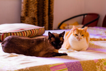 Cats © AntonellaMaria