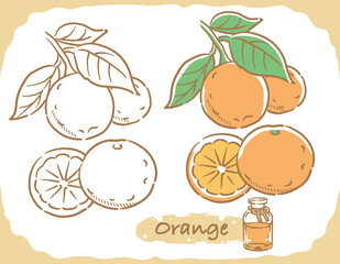 オレンジとエッセンシャルオイルの瓶のイラスト素材