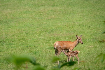 Mother doe with her fawn