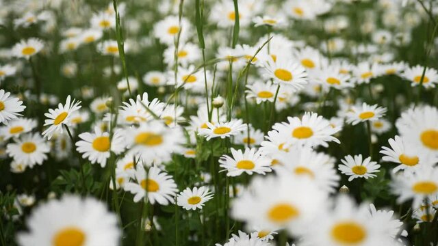 big white daisies on a field in summer swaying in the wind