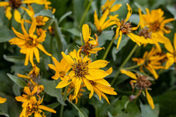 yellow flowers in the garden