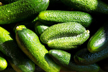 Fresh green vegetables, close up. Twin, ugly cucumber lies on top