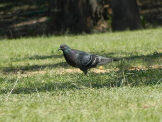 pigeon on the grass