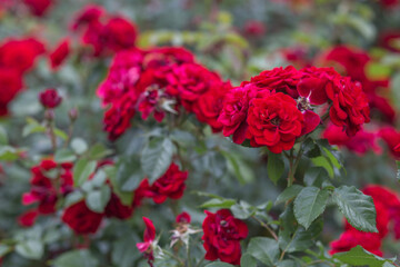 red roses in garden