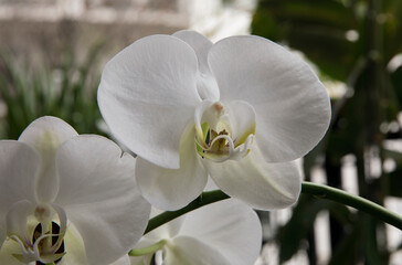 Fototapeta na wymiar Floral. Closeup of a Phalaenopsis, also known as Moth Orchid, white flowers and big petals