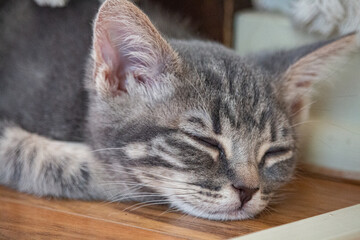 sleeping kitten