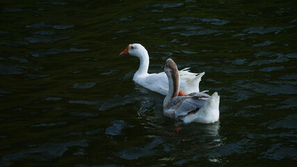 Domestic geese (Anser anser domesticus or Anser cygnoides domesticus)