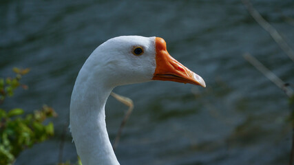 white goose on the beach