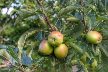 green apples on a tree