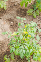 Yellow flowers of a tomato plant is ripening in the greenhouse