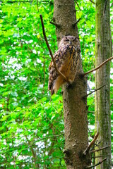 Big brown owl