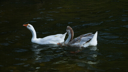 Domestic geese (Anser anser domesticus or Anser cygnoides domesticus)