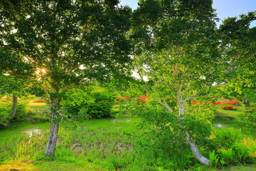 	安比高原のレンゲツツジ