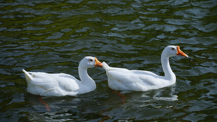 Obraz premium Domestic geese (Anser anser domesticus or Anser cygnoides domesticus)