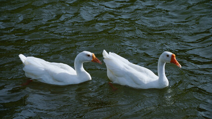 two swans on the lake