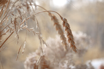 dry spikelets and dry grass beige on a blurred background