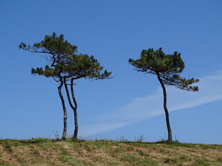 Árboles solitarios con tronco delgado.  Cielo azul.
