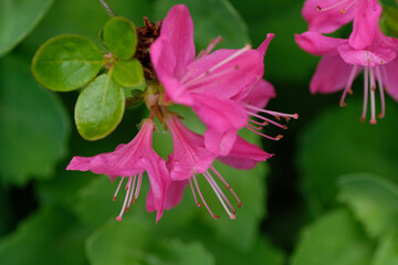 Rhododendron, pink flowers in bloom and green leaves. Stamens on in closeup. Springtime.