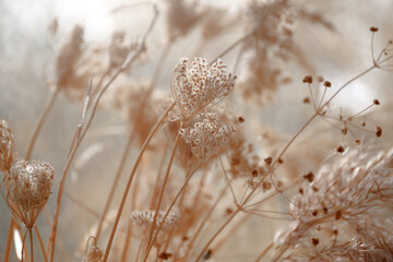 dried wild carrot flowers (Daucus carota) together with dried grass and spikelets beige close up on...