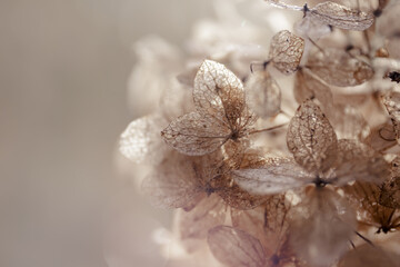 dry petals of hydrangea flowers close up on blurred background in contoured sunlight