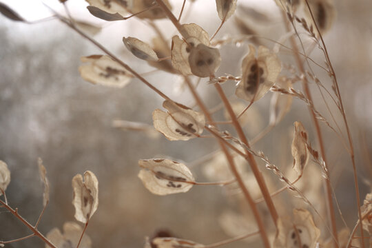 Thlaspi arvense, field pennycress, dry grass beige with seeds on a blurred background