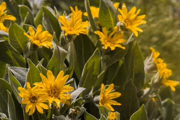 yellow flowers in the garden