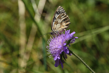 A beautiful butterfly sits on a flower and collects nectar