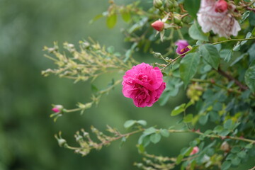 Rosa rose on blurred green background, in summer garden 