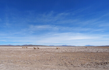 Vicunas in the Altiplano of Bolivia in South America