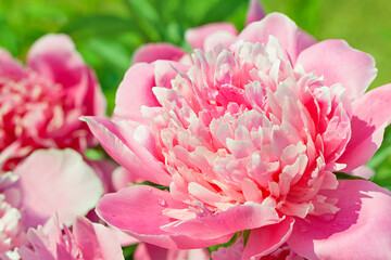 pink flowers peonies flowering in garden in spring